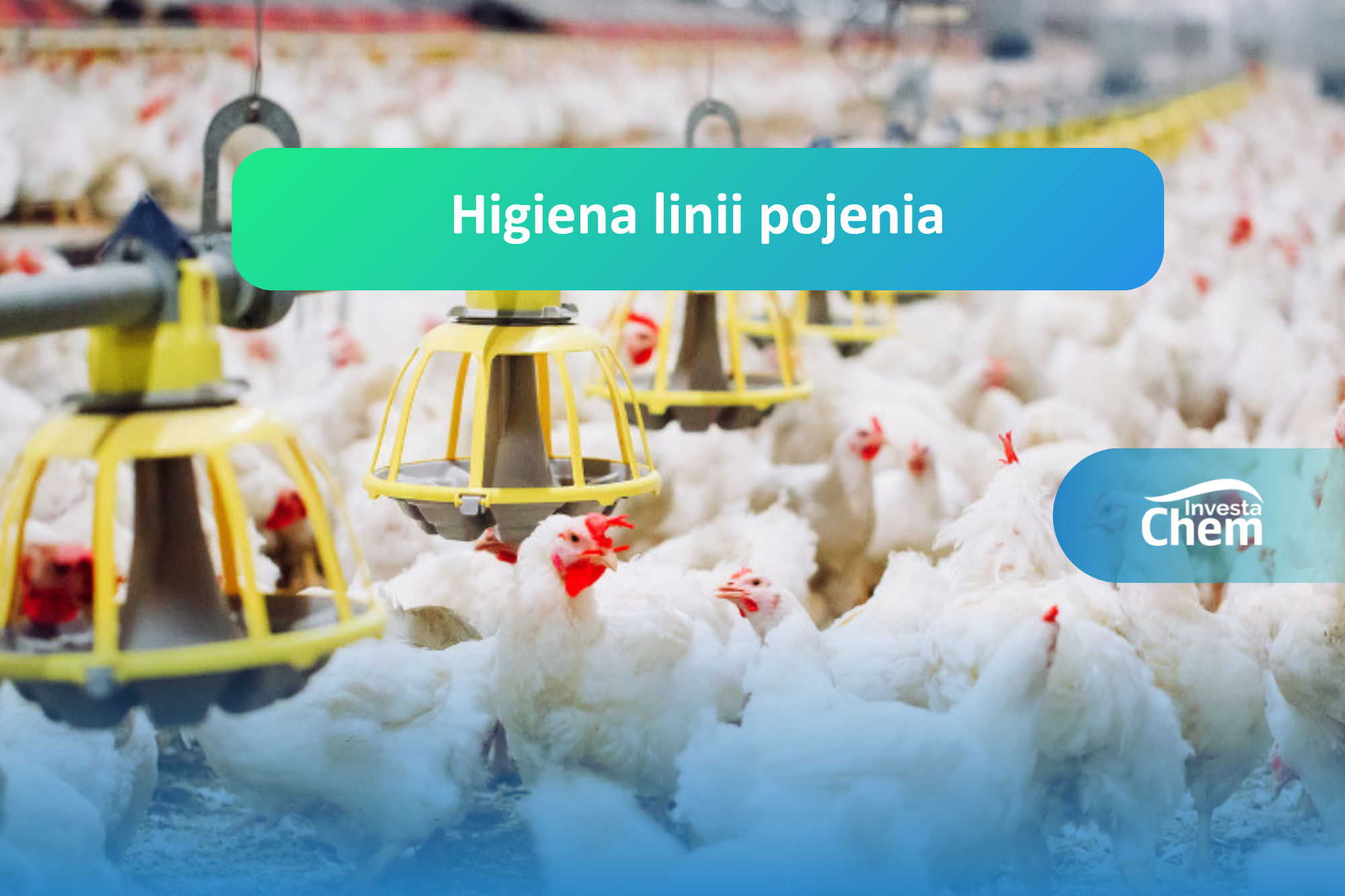 higiena linii pojenia