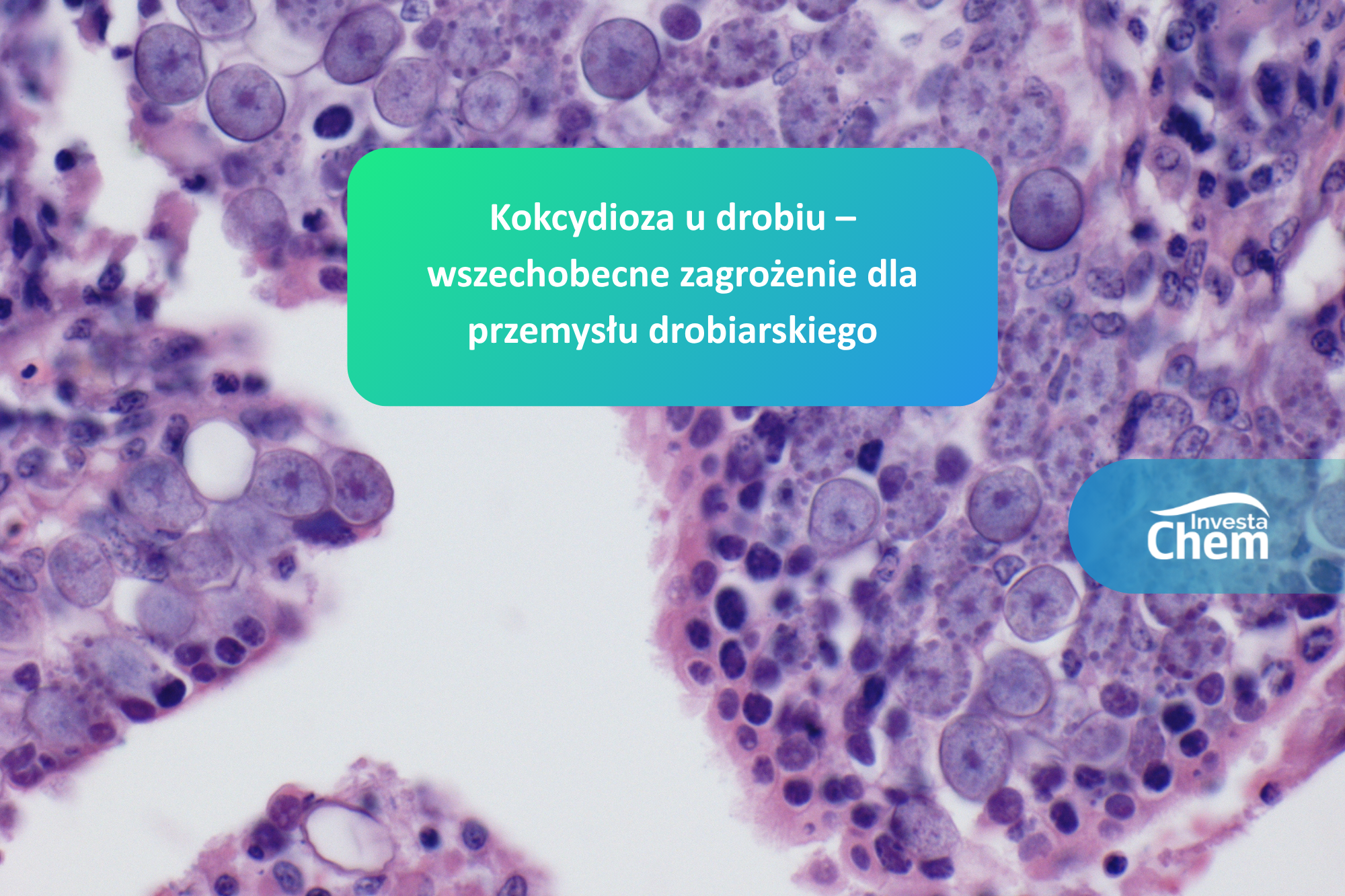 Kokcydioza