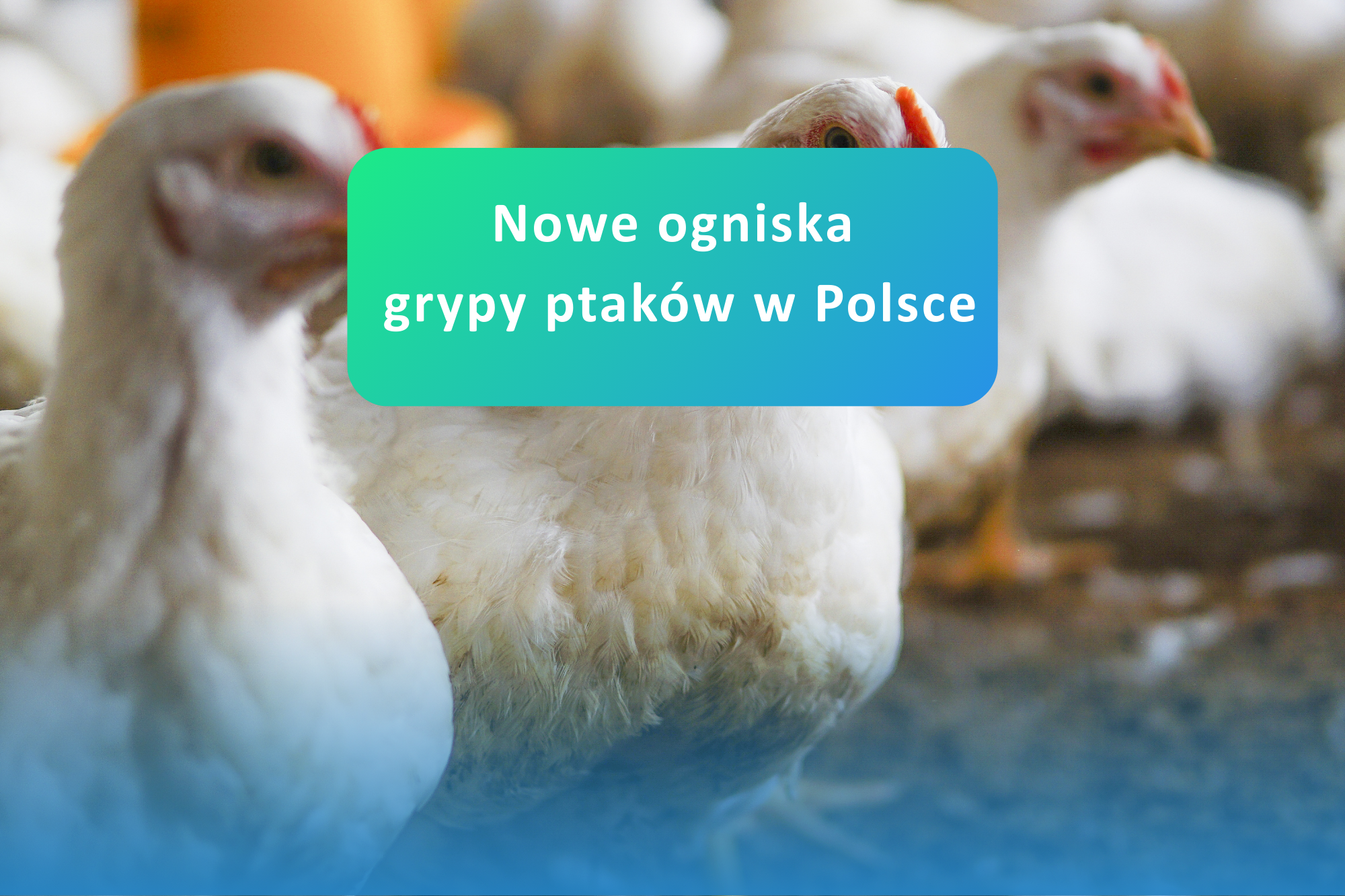 Grypa ptaków