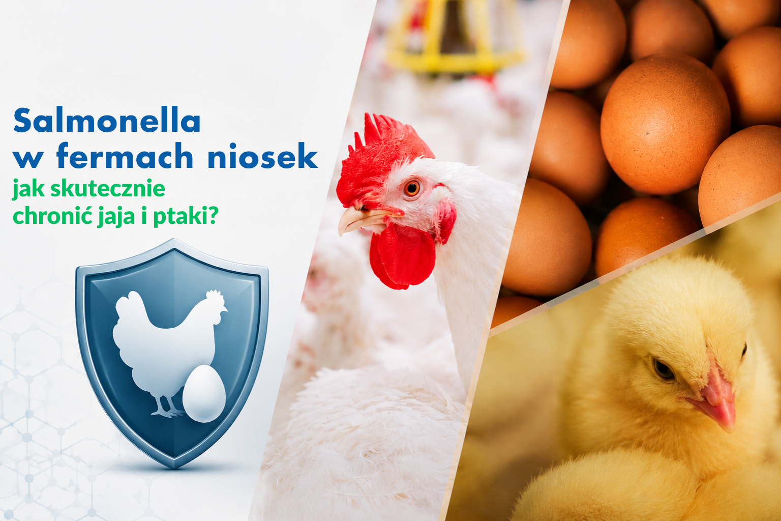 Salmonella w fermach niosek jak skutecznie chronić jaja i ptaki